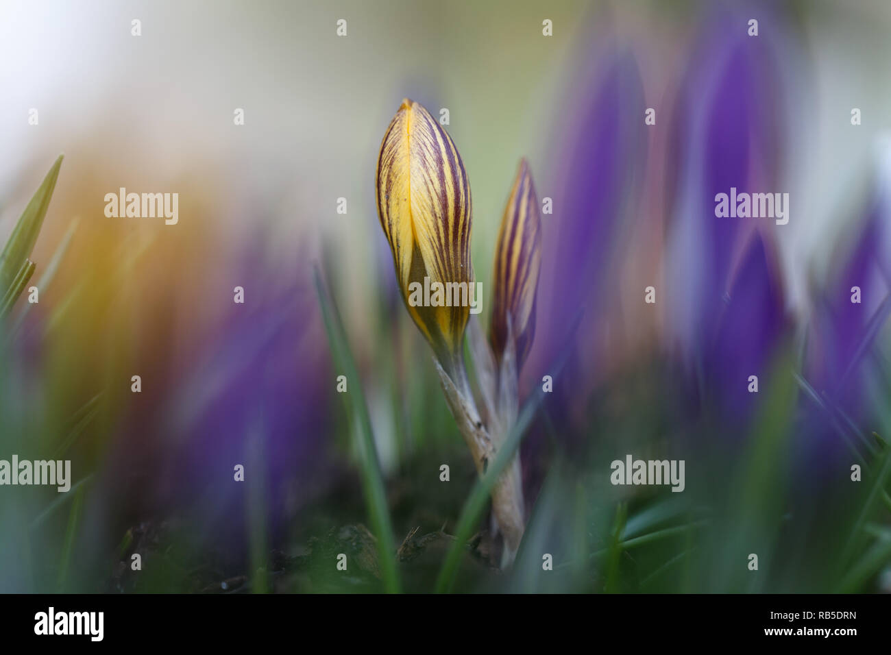 Crocus au printemps, Krokus im Frühling Banque D'Images