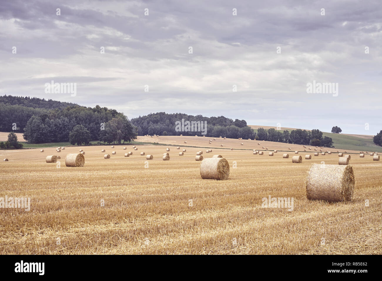 Balles rondes de paille sur un terrain à la fin de la saison des récoltes, aux tons de couleur photo. Banque D'Images