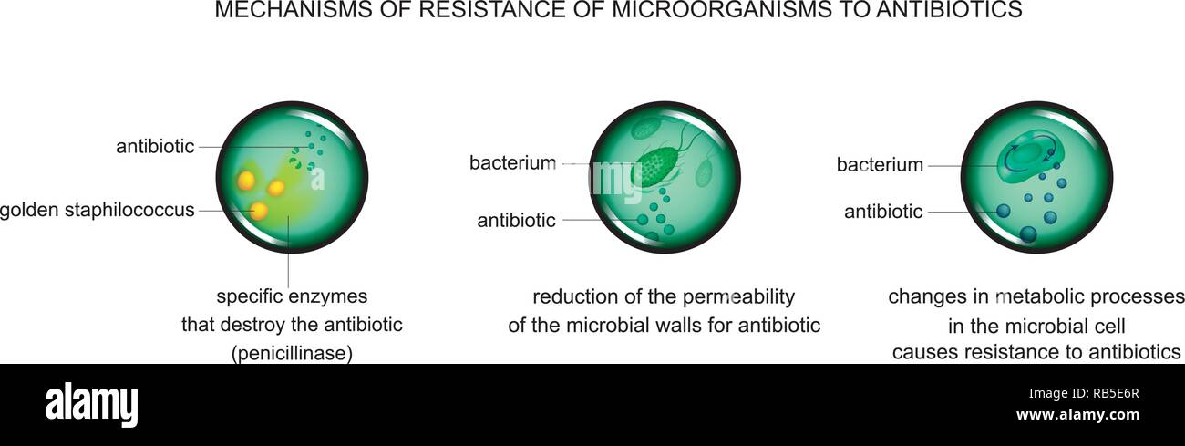 Illustration vecteur de mécanismes de résistance aux antibiotiques de cellules microbiennes Illustration de Vecteur