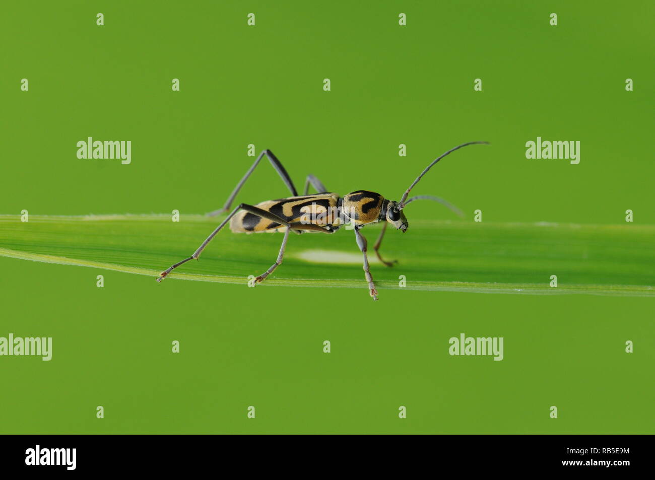 Bug noir et jaune sur l'herbe Banque D'Images