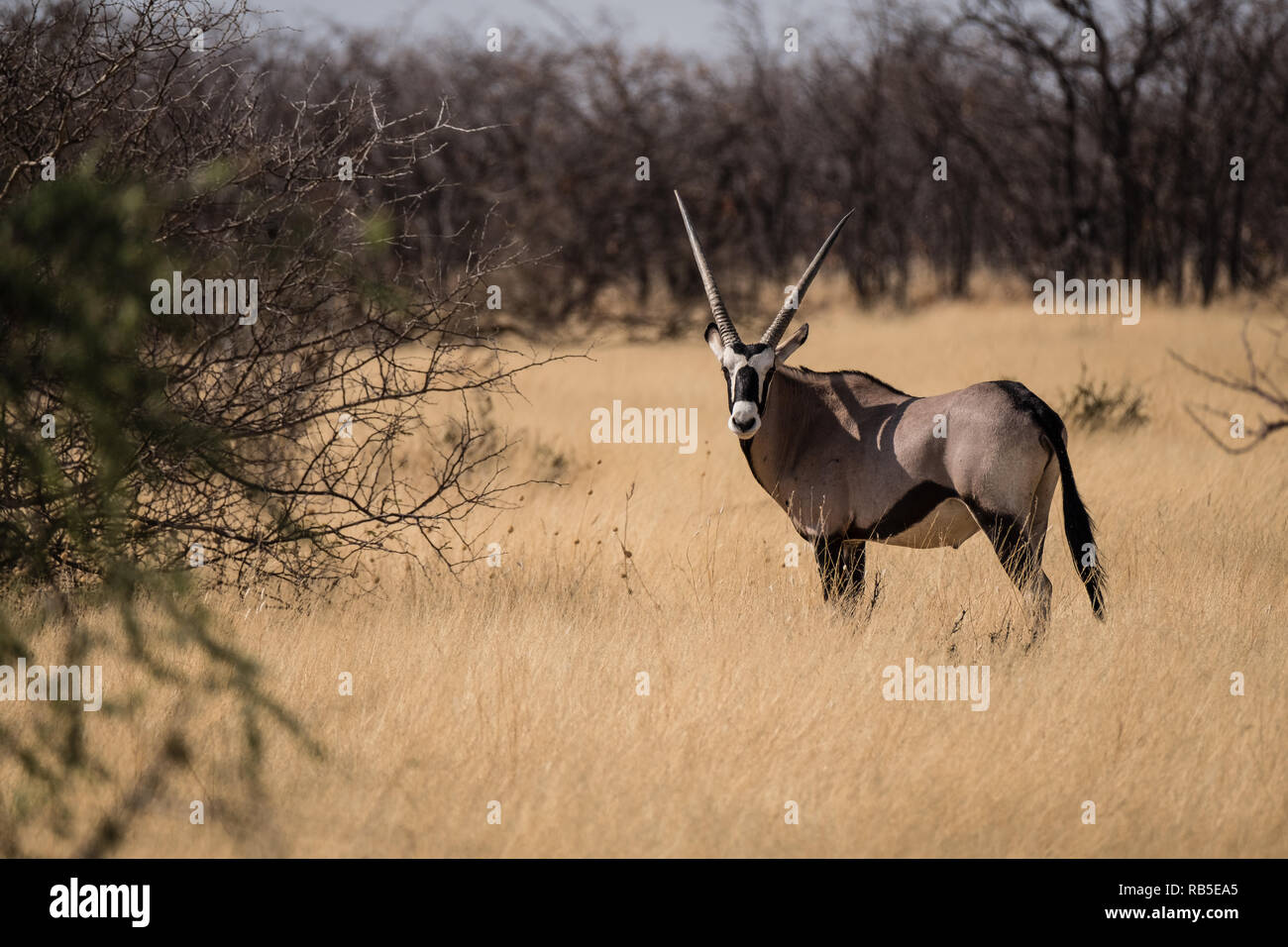 Oryx Gazelle dans Grasland dans le parc d'Etosha Banque D'Images