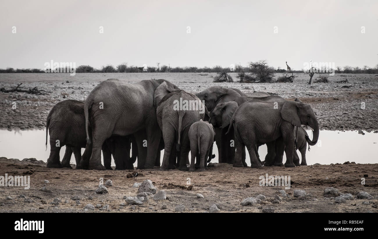 Un groupe d'éléphants à un étang dans le parc d'Etosha Banque D'Images