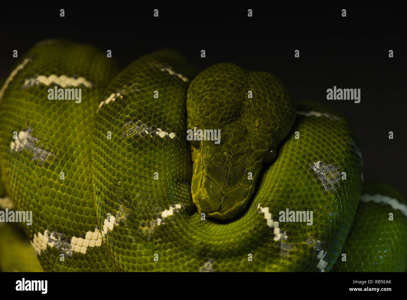 Grand serpent vert, Boa, Python Banque D'Images