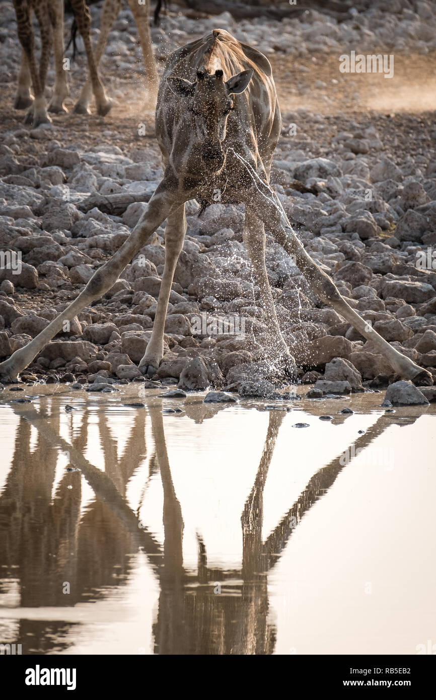 Girafe potable avec sa réflexion à l'eau dans le parc d'Etosha Banque D'Images