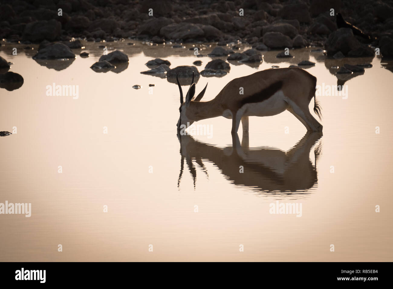 Springbok potable avec sa réflexion à l'eau dans le parc d'Etosha Banque D'Images