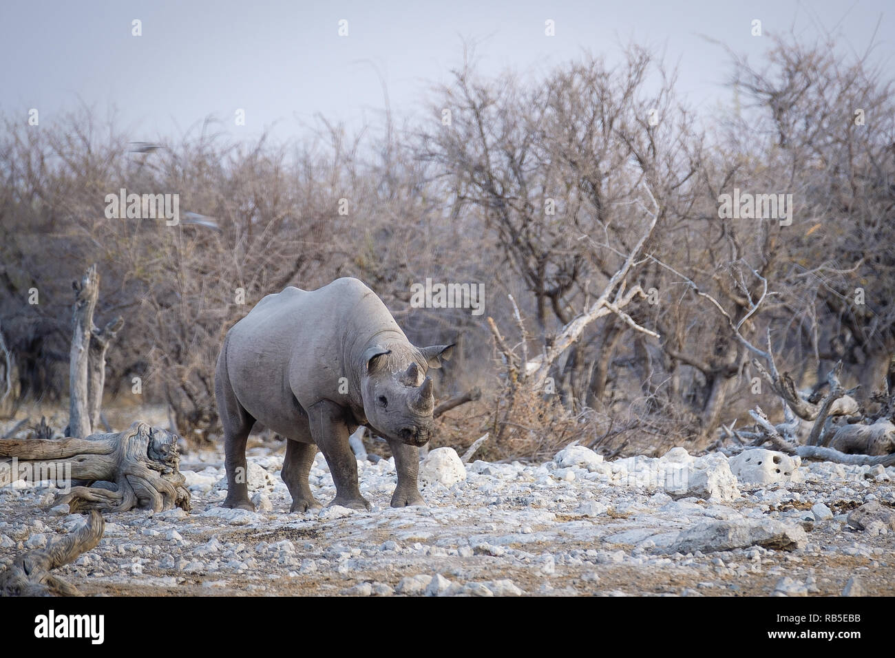 Les rhinocéros noirs en Namibie d'Etosha à Banque D'Images