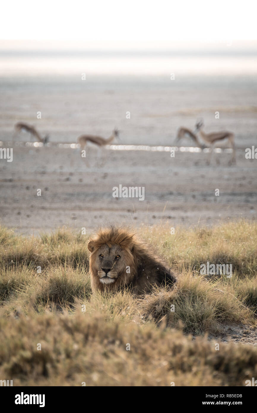 Lion et Springbok au lever du soleil à Etosha National Park Banque D'Images