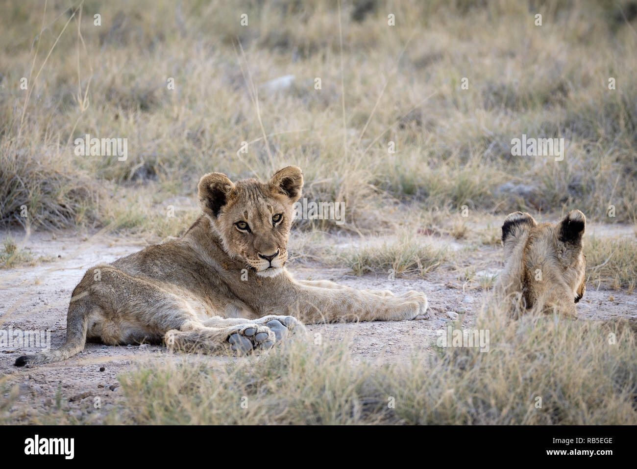 Des lionceaux attendant à Parc National d'Etosha en Namibie Banque D'Images