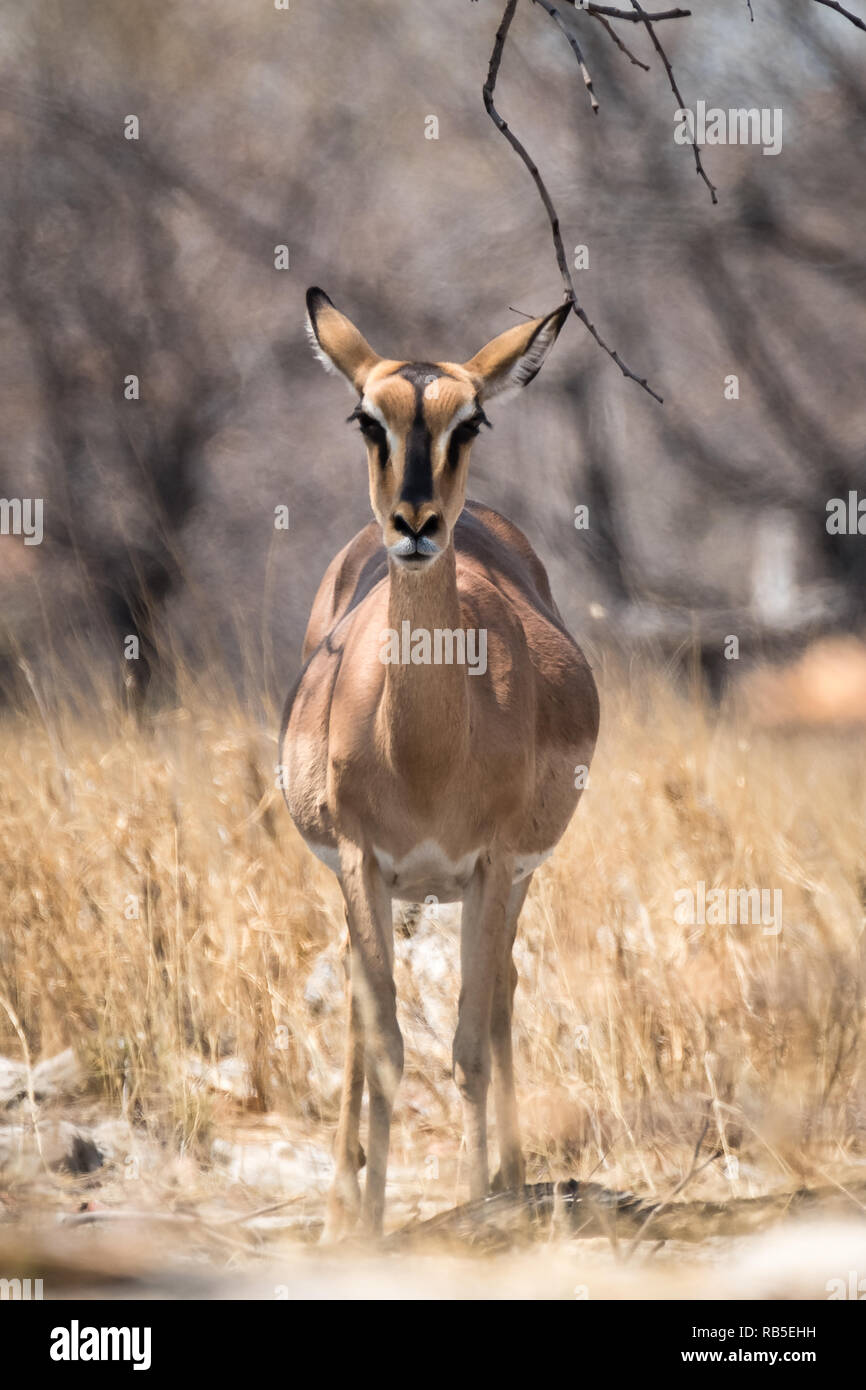 Antilope Impala les yeux dans l'appareil photo Banque D'Images