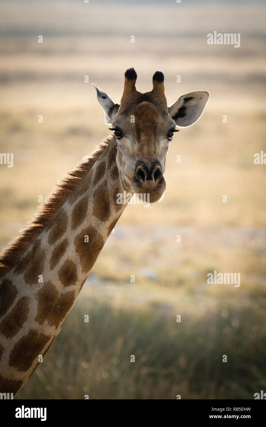 Girafe regarder à l'Etosha National Park Banque D'Images