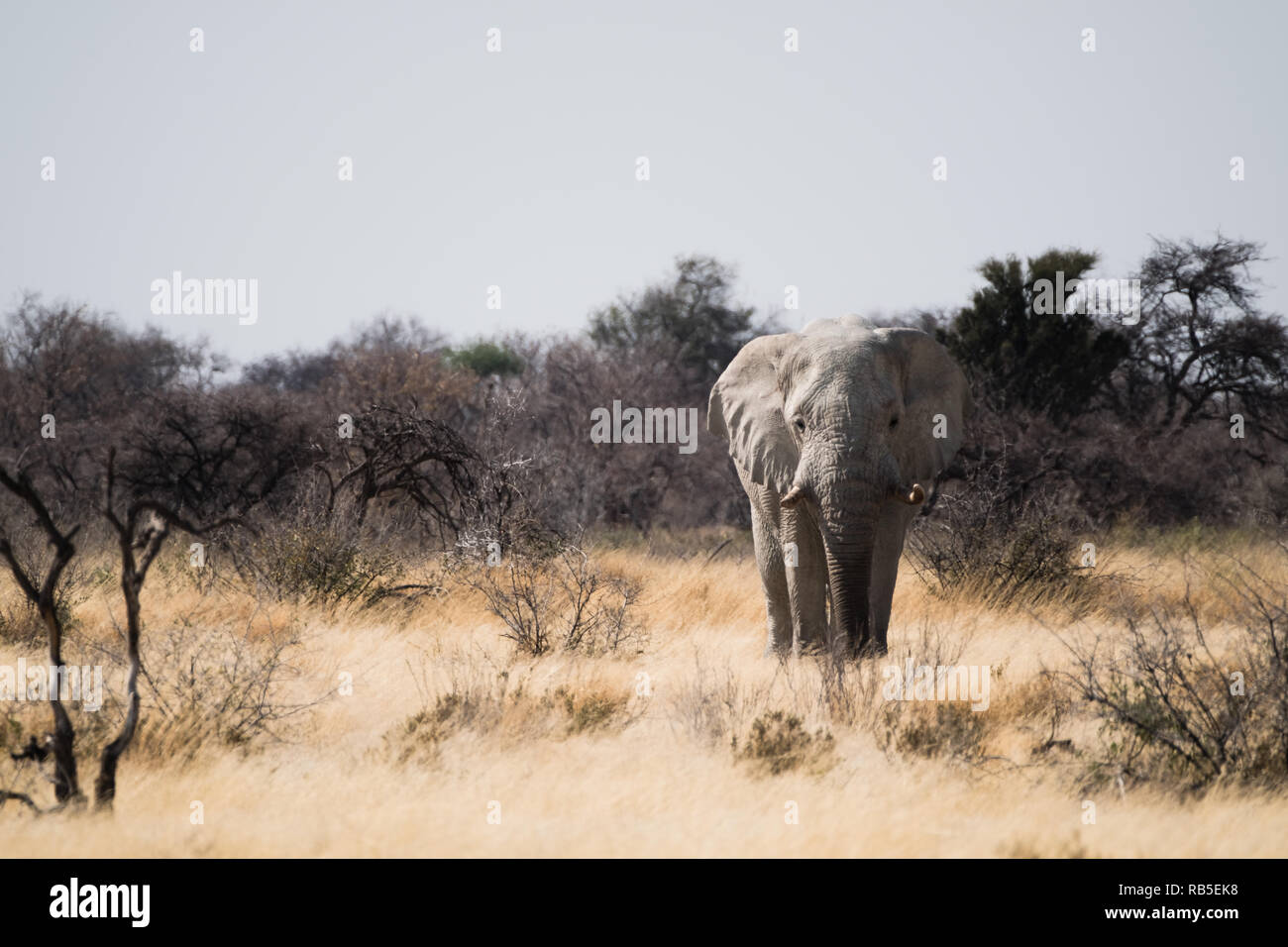 Éléphant dans les prairies d'Etosha Banque D'Images