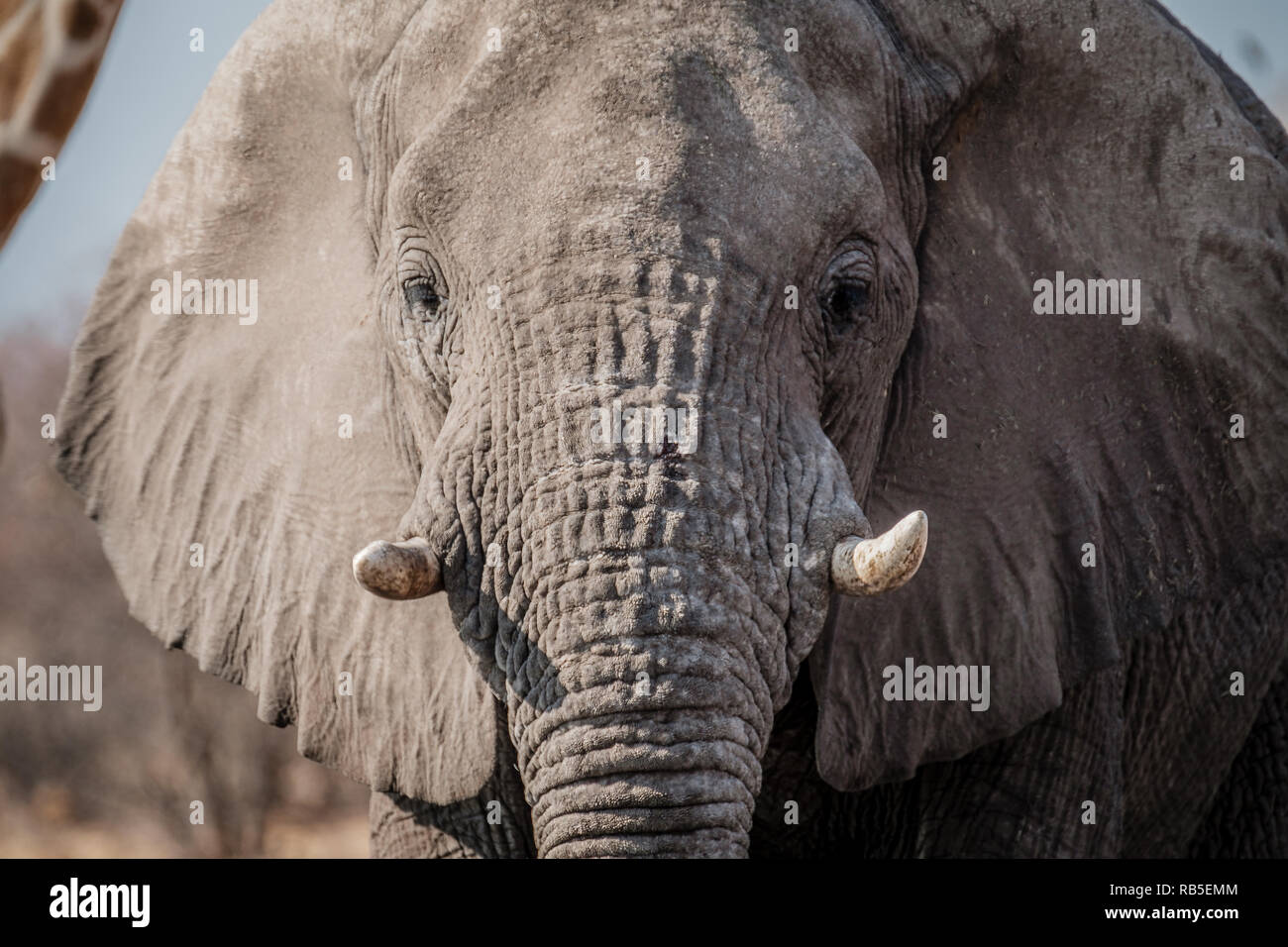 Éléphant dans les prairies d'Etosha Banque D'Images