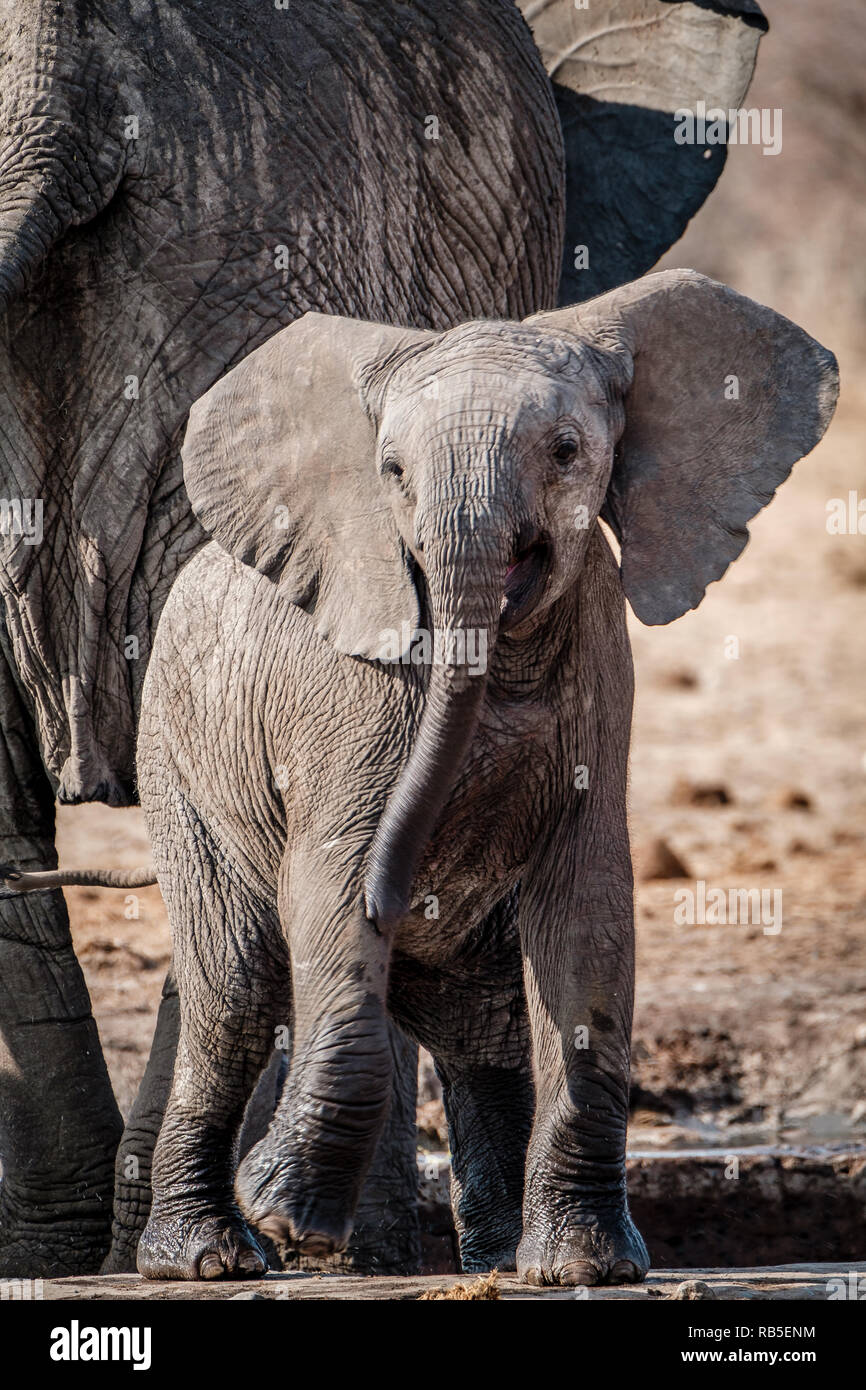 Elephant Calf jouant avec sa malle Banque D'Images