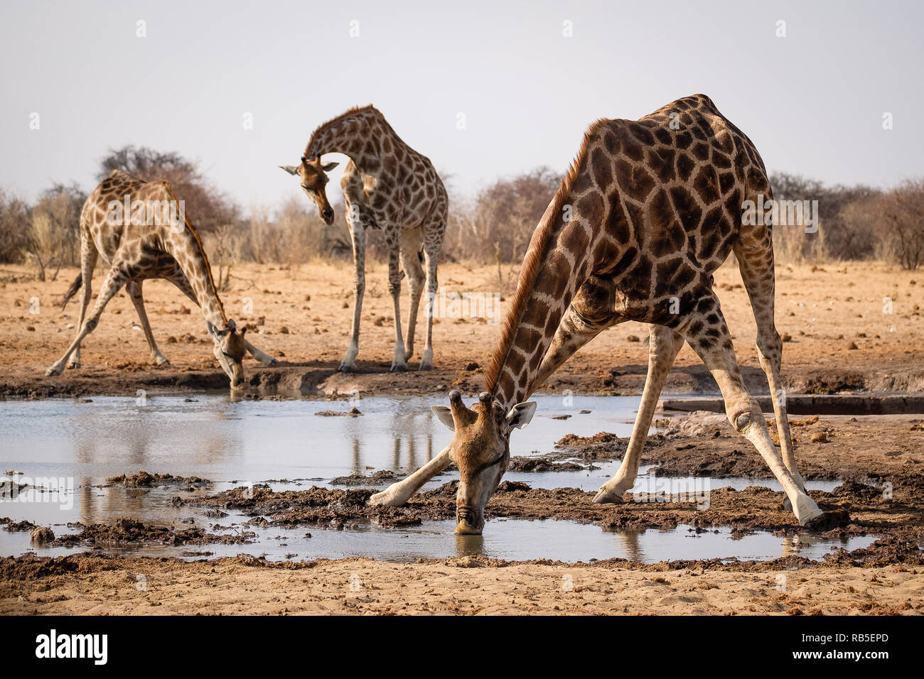 Les Girafes potable à un étang dans le parc d'Etosha Banque D'Images