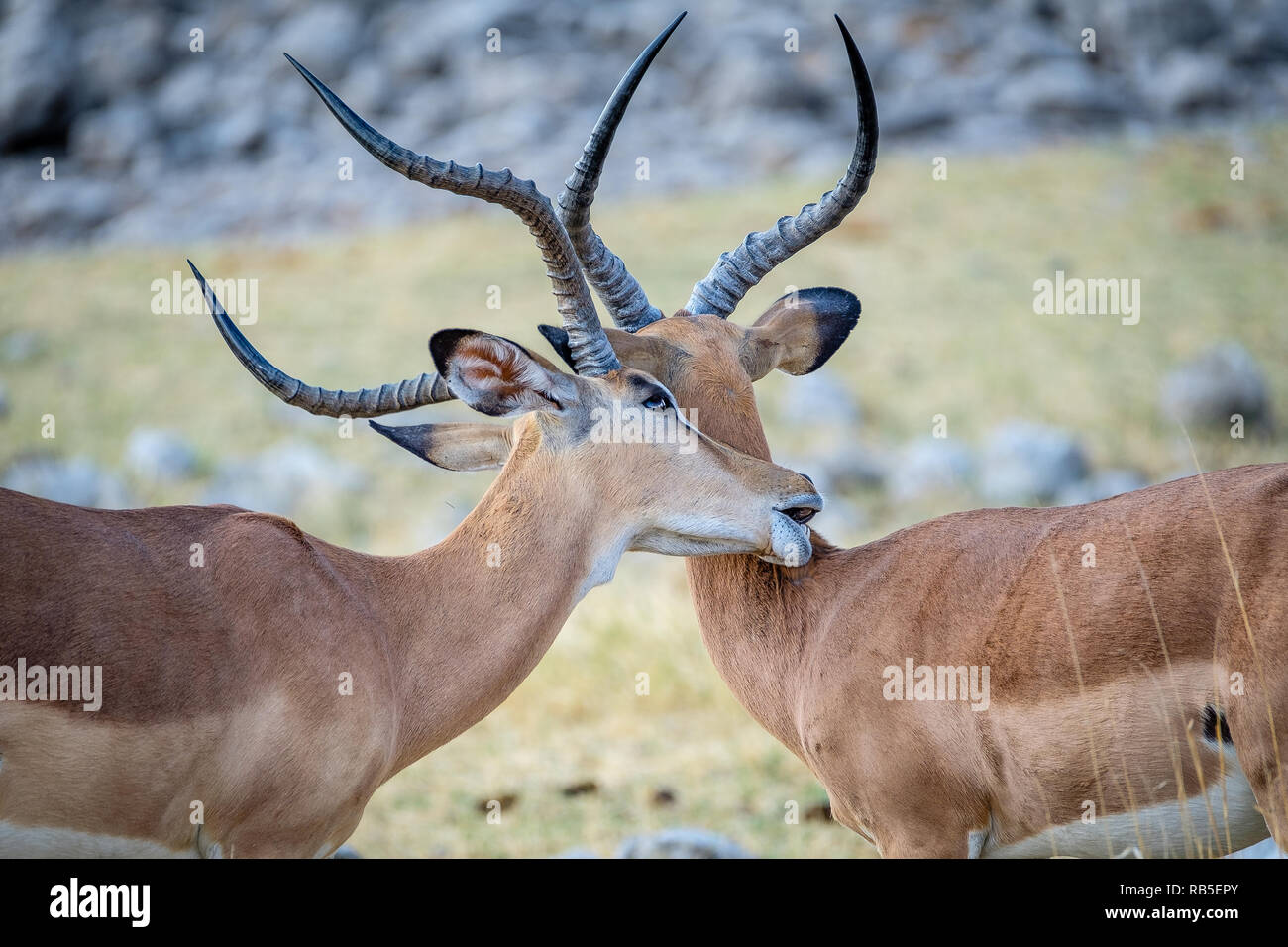 Nettoyage des antilopes Impala l'un l'autre à Etosha Banque D'Images