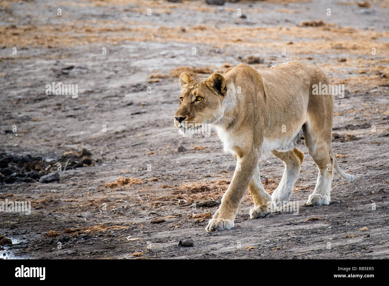 Lionne chasse à un étang dans le parc d'Etosha Banque D'Images