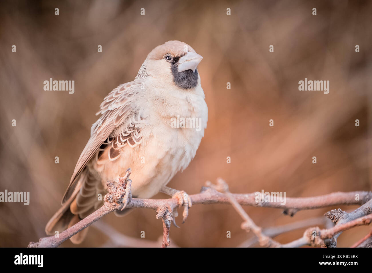 Sociable Weaver Oiseau sur une branche Banque D'Images