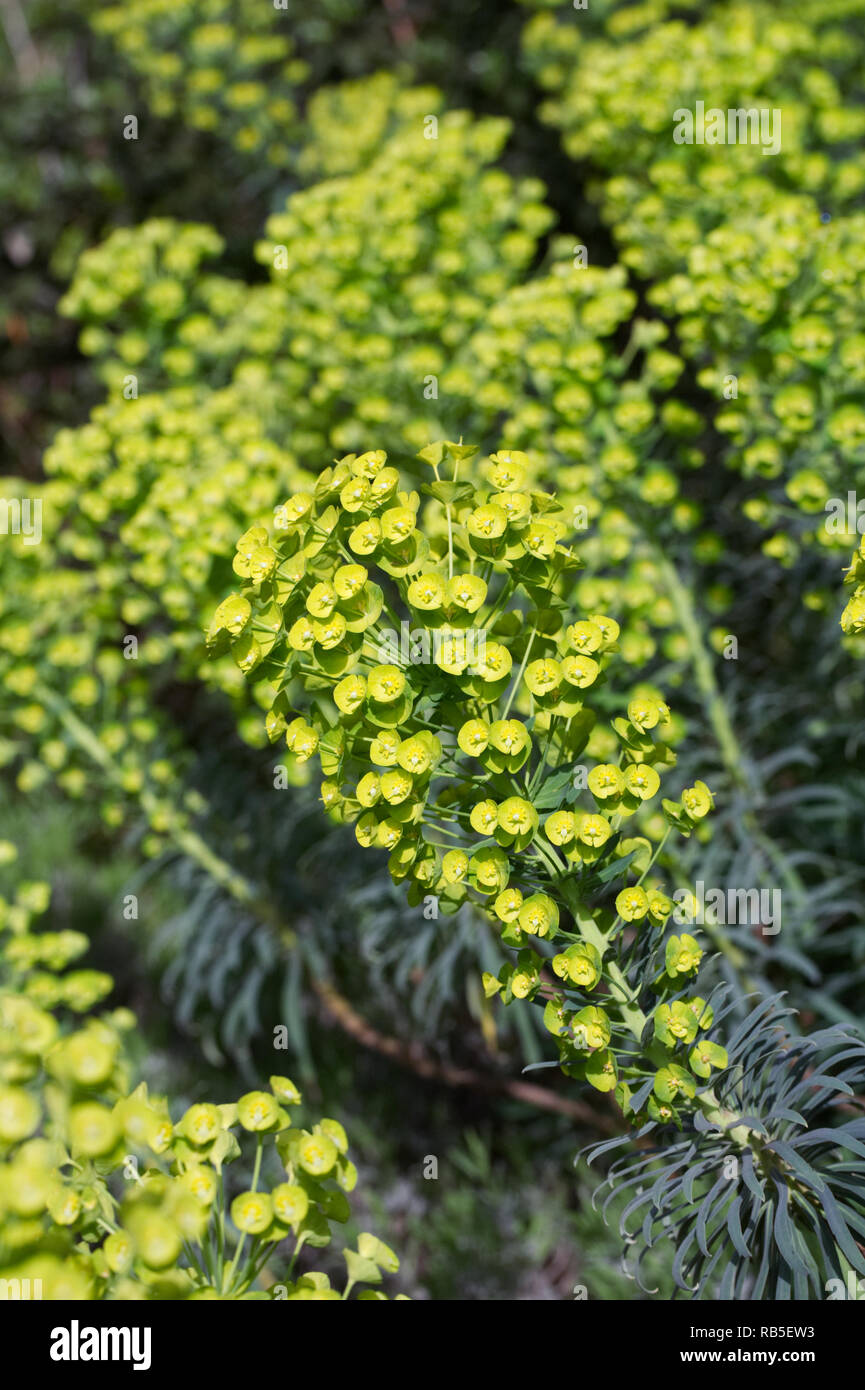 Euphorbia nicaeensis subsp. glareosa fleurs. Banque D'Images