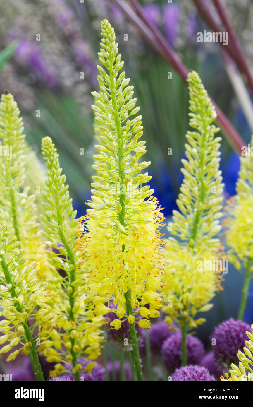 Eremurus 'Yellow' fleur. Banque D'Images