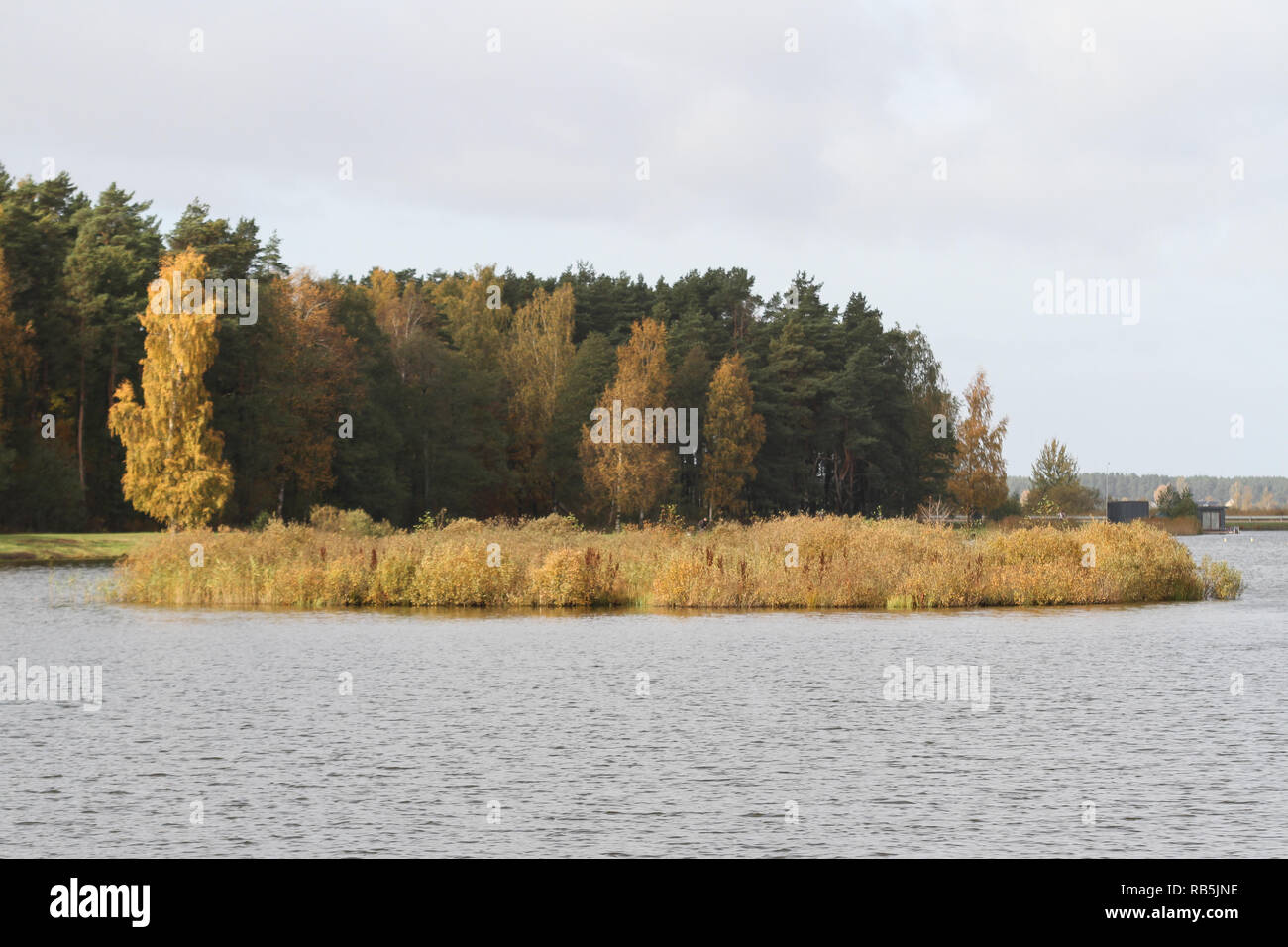 Beau début de l'automne vue d'amazing parc arbres près de l'eau. Situé dans la campagne, paysage Lettonie - Europe. Banque D'Images