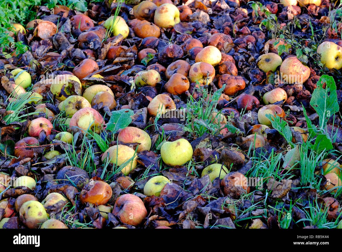 Vieille Pourriture des pommes sur l'herbe verte de jardin Banque D'Images