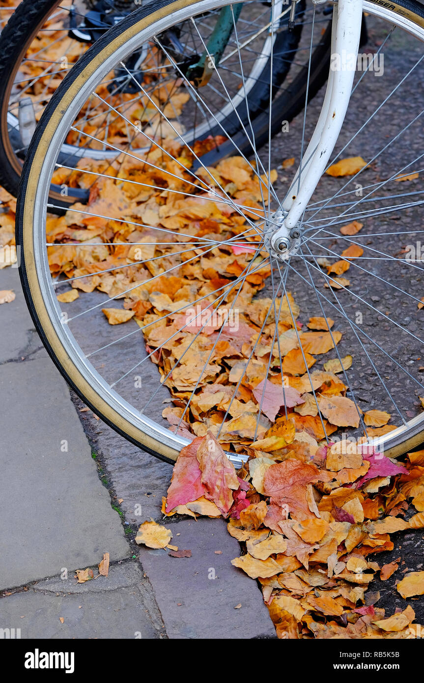 Roue de bicyclette dans les feuilles d'automne sur la route Banque D'Images
