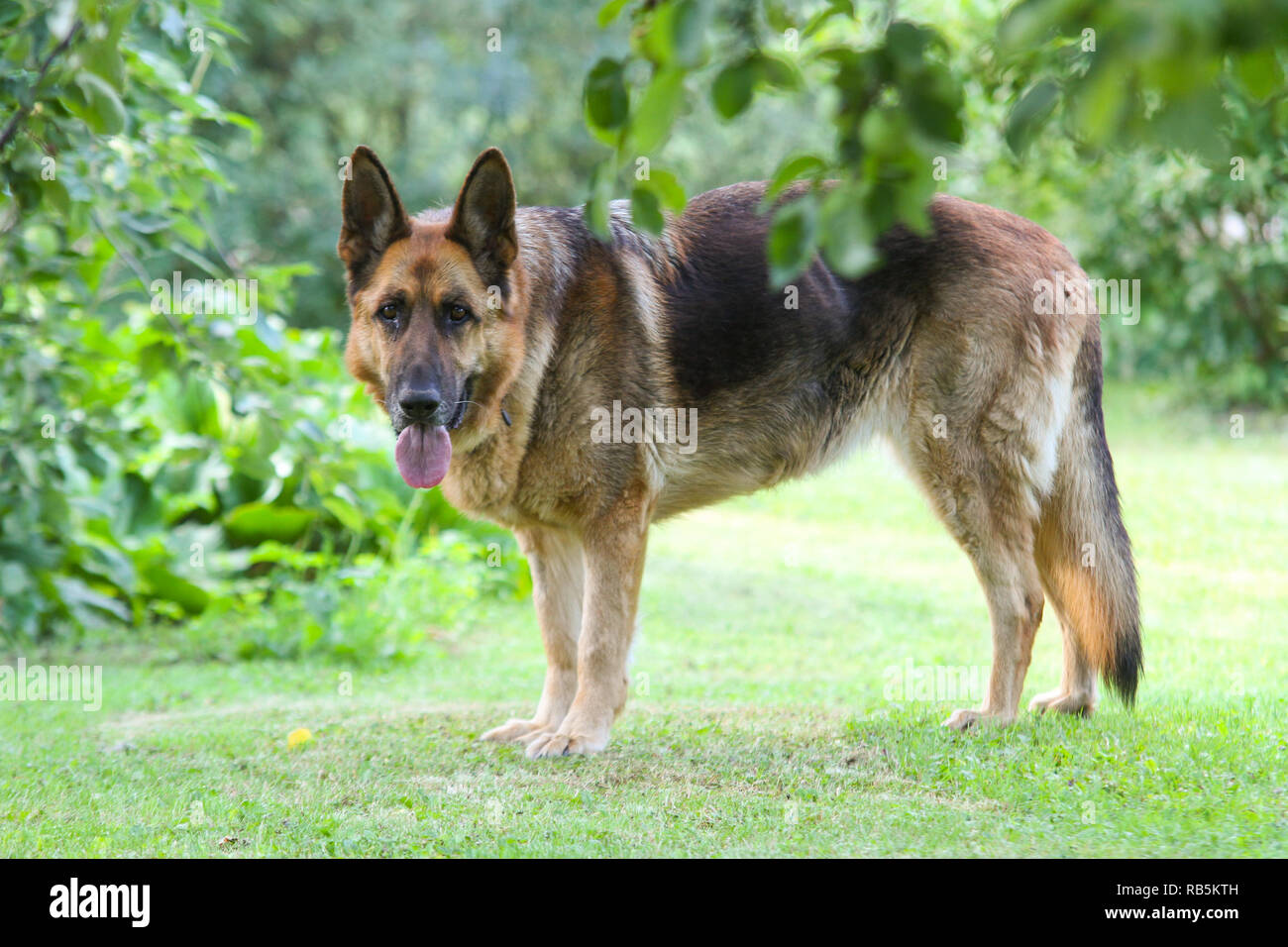 Beau berger allemand assis, debout dans un jardin familial. Banque D'Images