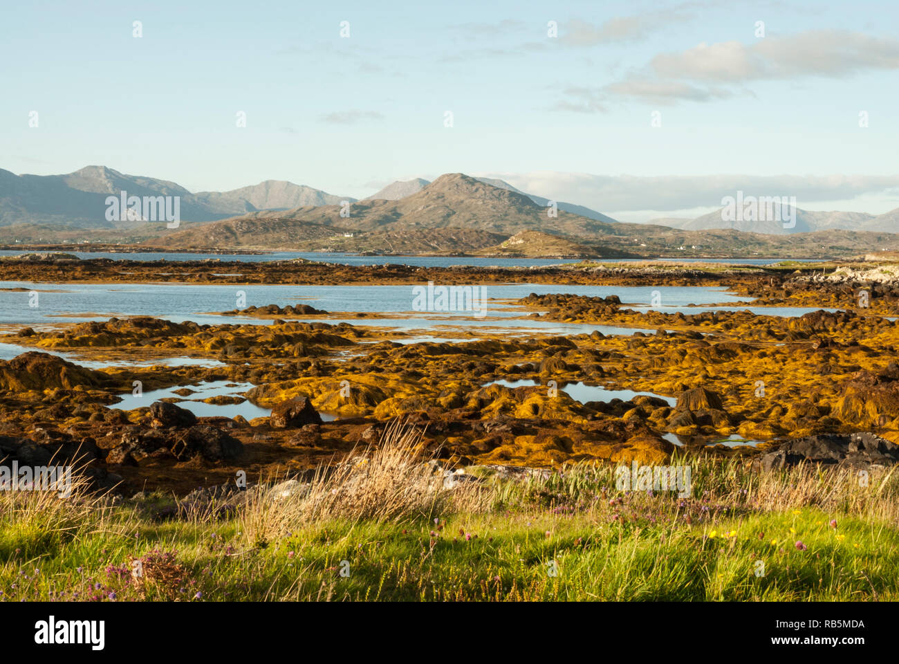 Une belle prise d'eau de mer bordée d'algues orange ; en arrière-plan l'Beanna Beola gamme de montagne du Parc National du Connemara, en Irlande dans le soleil. Banque D'Images