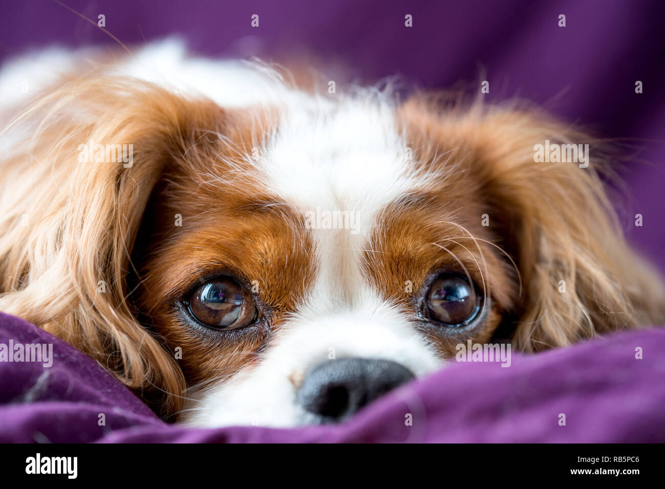 Cavalier King Charles Spaniel Banque D'Images