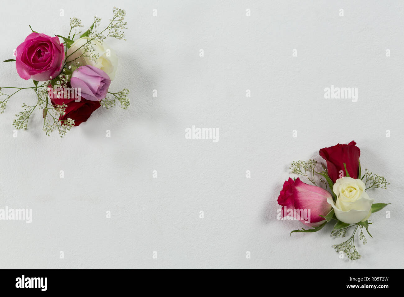 Des fleurs rose sur fond blanc Banque D'Images