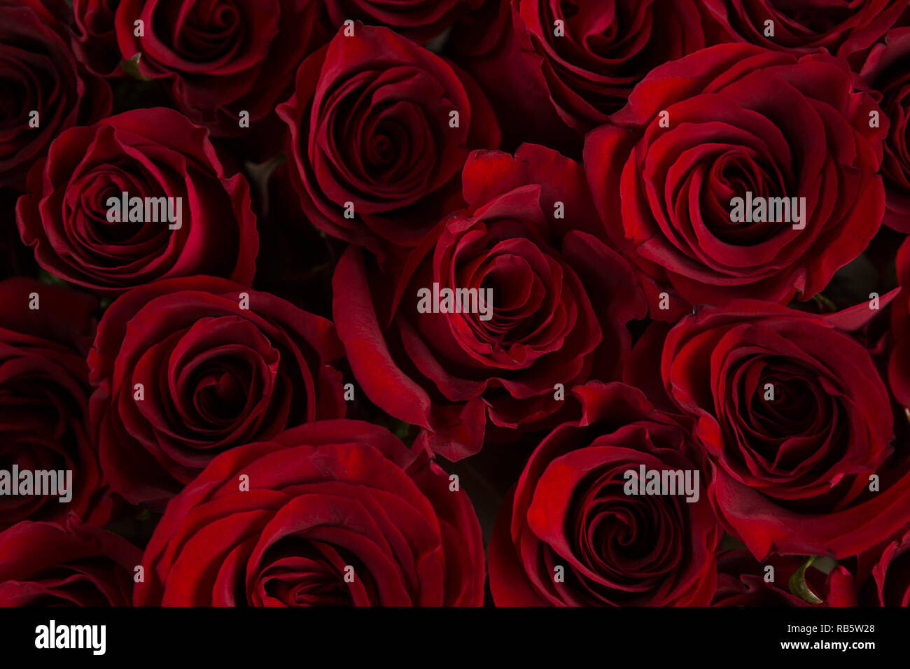 Image complète de fleur rose rouge Banque D'Images