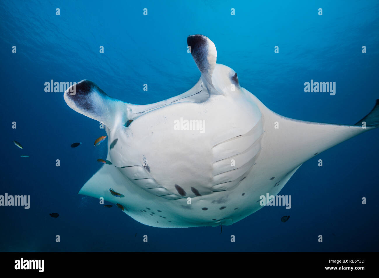 Reef Raie Manta, Manta alfredi, de l'Océan Indien, les Maldives Banque D'Images