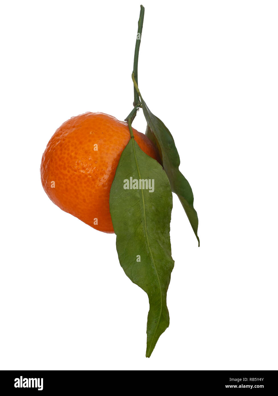 L'un d'orange avec des feuilles accroché sur une brindille isolé sur fond blanc. Longue, mince vertical image. Banque D'Images