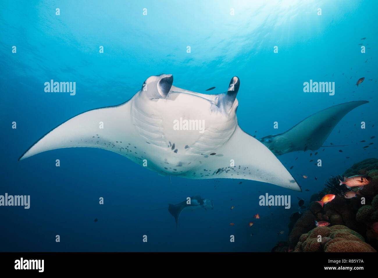 Reef Raie Manta, Manta alfredi, de l'Océan Indien, les Maldives Banque D'Images