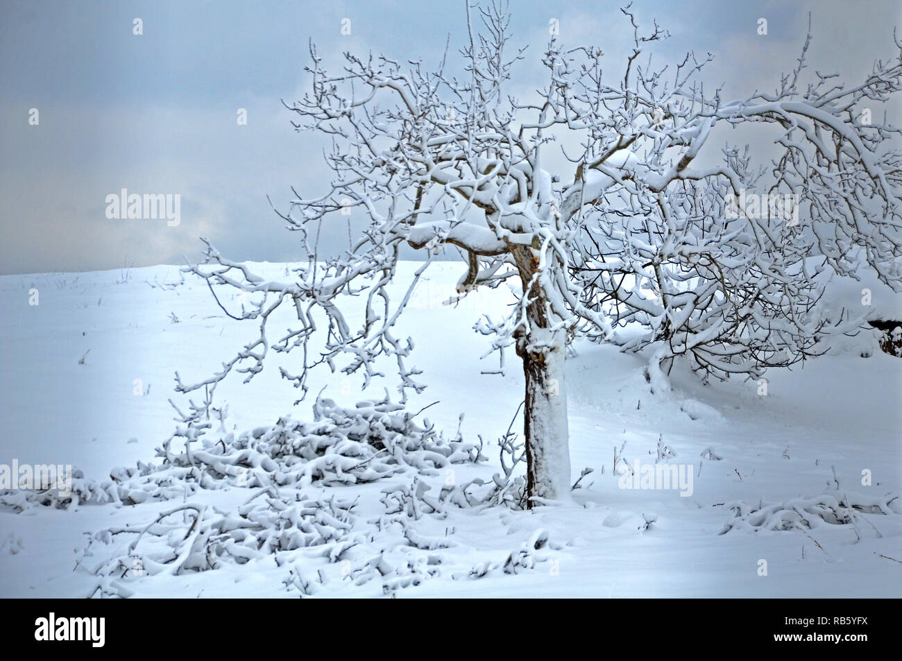 Un Arbre enneigé Banque D'Images