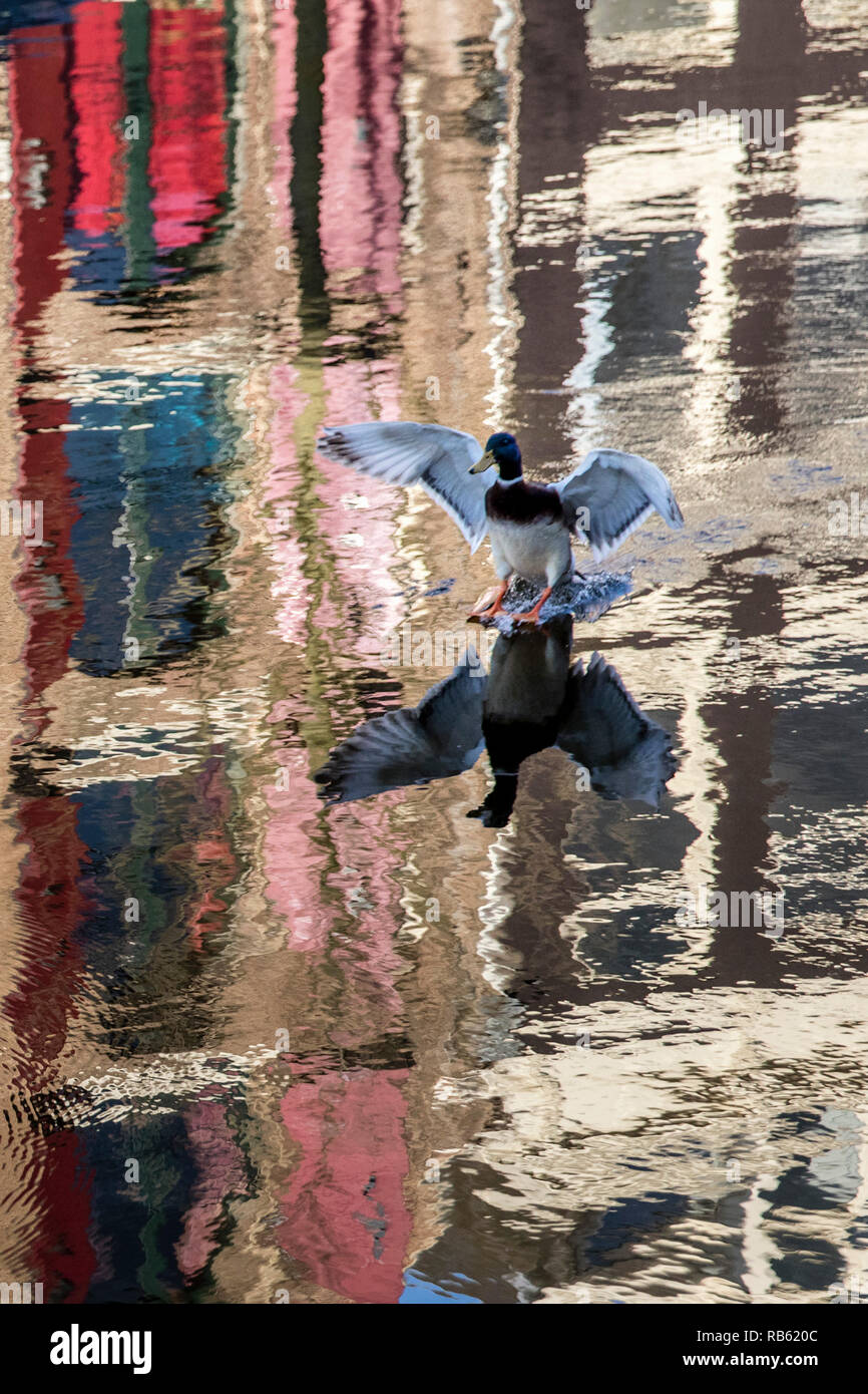 L'atterrissage ou mallard (Anas platyrhynchos Canard sauvage) dans la région de canal appelé Prinsengracht, Amsterdam, Pays-Bas. Banque D'Images