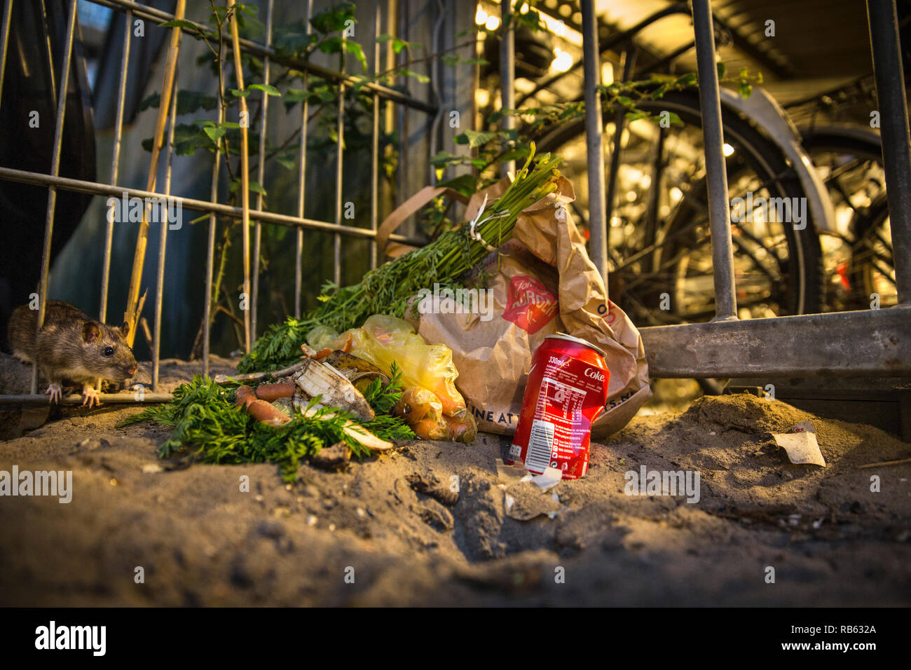 Rat surmulot (Rattus norvegicus) manger de conteneurs à déchets et ordures près de vélos, Amsterdam, Pays-Bas. Banque D'Images