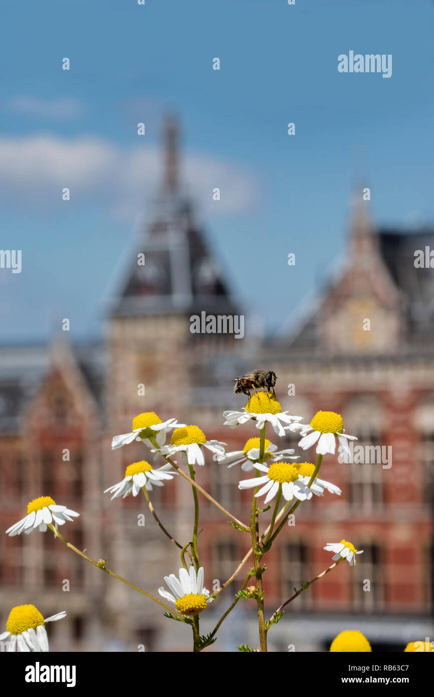 Les Pays-Bas, Amsterdam, toit de Barbizon Hôtel Jardin de légumes. La gare centrale d'arrière-plan. Abeille sur fleur de camomille (Matricaria chamomilla) Banque D'Images