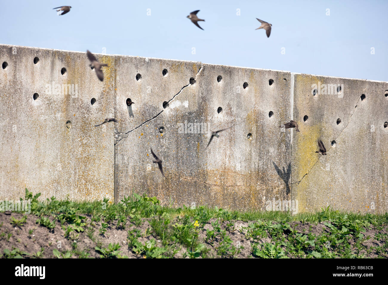 Les Pays-Bas, Amsterdam, Zeeburgereiland. Mur artificiel pour la nidification du sable martins (Riparia riparia). Banque D'Images