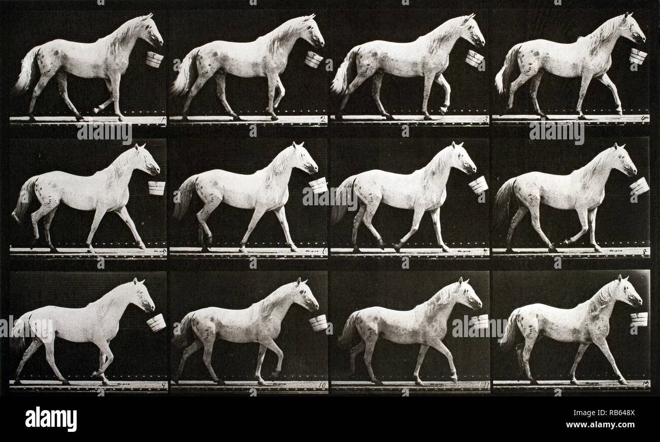 Eadweard Muybridge une séquence de photographies montrant un cheval à marcher avec un seau circa 1867 Banque D'Images