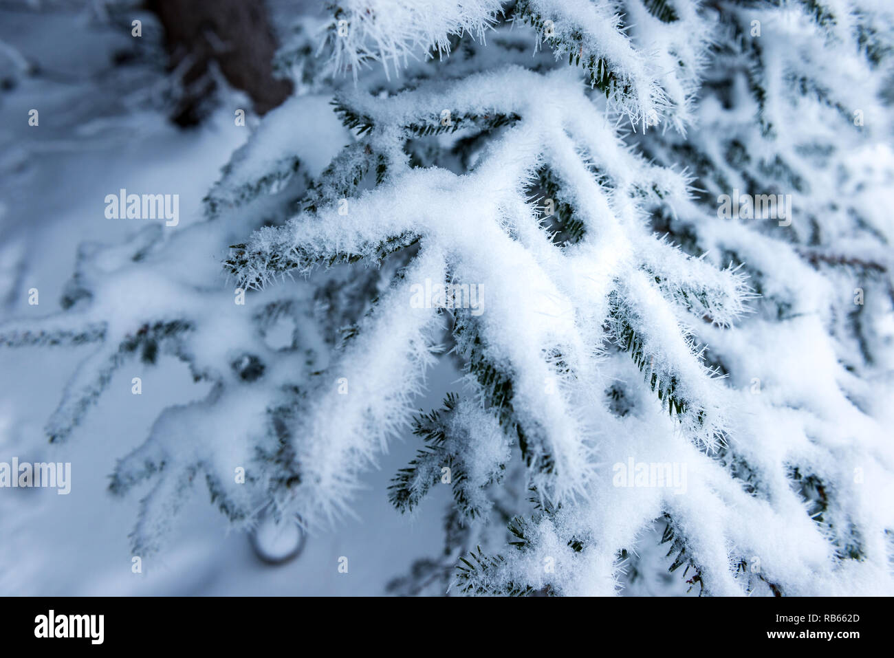 L'hiver dans la région du Gantrisch, Berner Oberland Banque D'Images