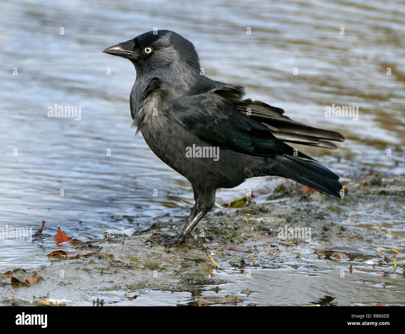 Jackdaw lave-acariens et la poussière de plumes en marge de lac d'eau douce. Banque D'Images