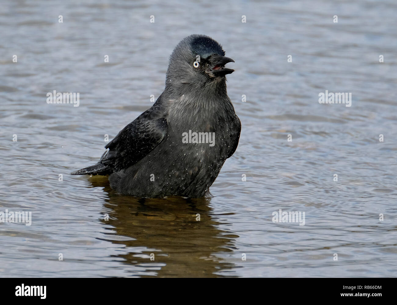 Jackdaw lave-acariens et la poussière de plumes en marge de lac d'eau douce. Banque D'Images