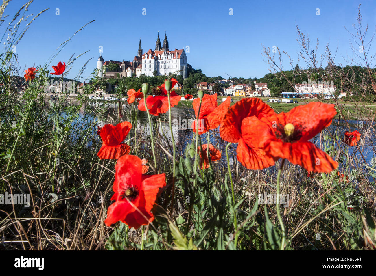 Coquelicots rouges sur berge pré, Elbe Saxe Meissen campagne, château, Allemagne Banque D'Images