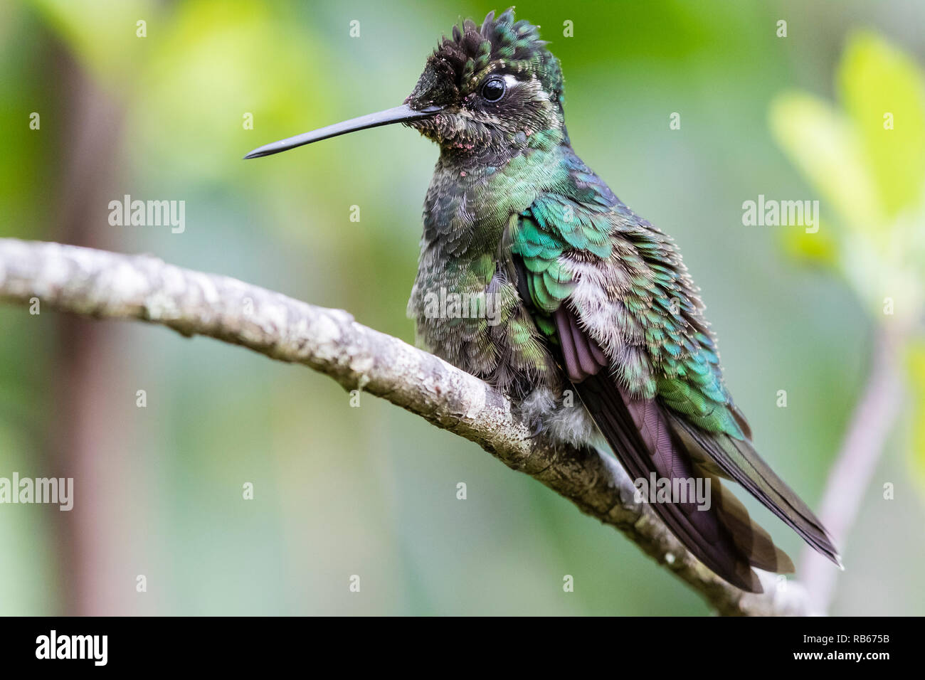 Dans Sevegre hummingbird, magnifique quartier de Costa Rica Banque D'Images