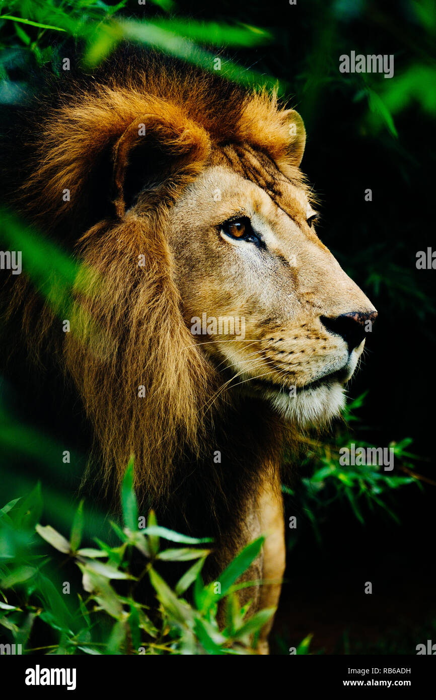 Lion sauvés d'un cirque, résider dans un zoo. Banque D'Images