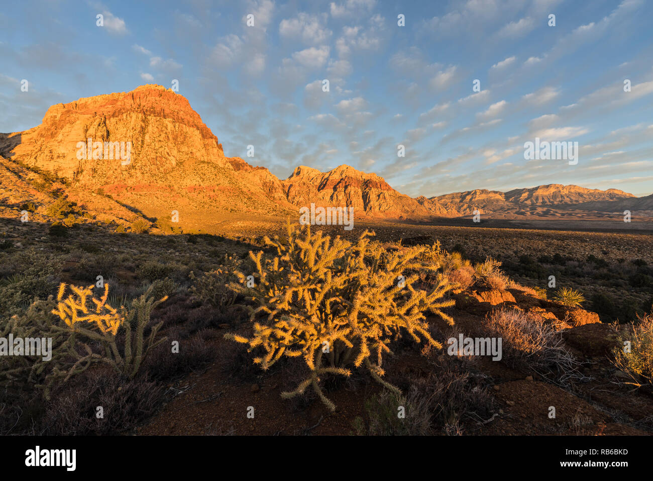 Cholla cactus et pics de grès dans l'aube la lumière au Red Rock Canyon National Conservation Area. Une zone naturelle populaire 20 miles de Las Vegas, Nevada Banque D'Images