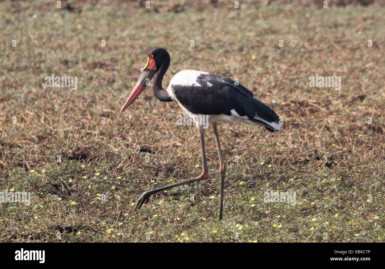 Saddle-billed Stork (Ephippiorhynchus senegalensis) Banque D'Images
