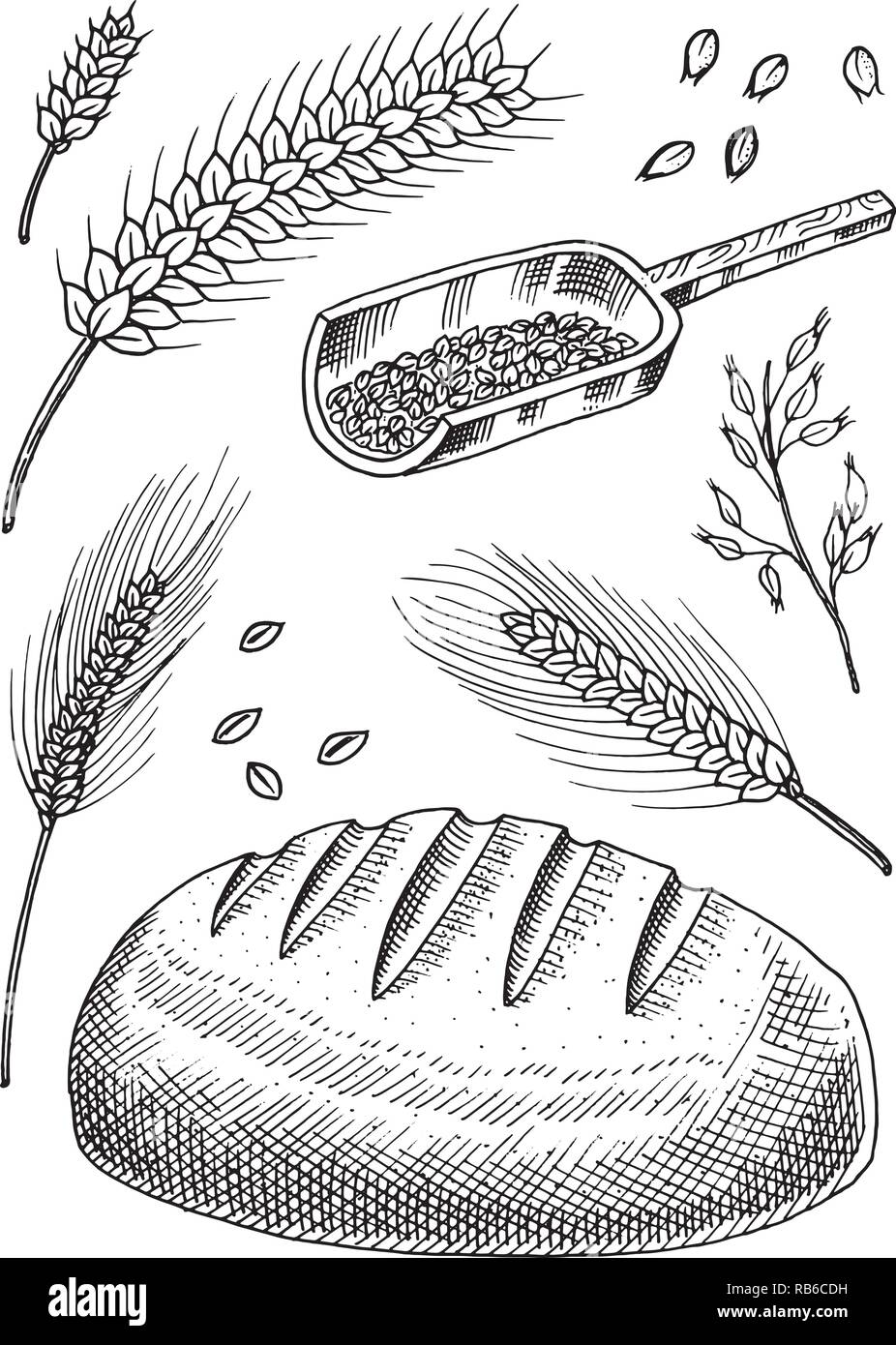 Ensemble de blé, de seigle et d'épillets semences de maïs pour faire du pain et de la farine. Les tas de céréales, de céréales entières et de l'agriculteur biologique produit de l'avoine. Pour la récolte à la main menu. Doodle sketch Vintage style. Illustration de Vecteur