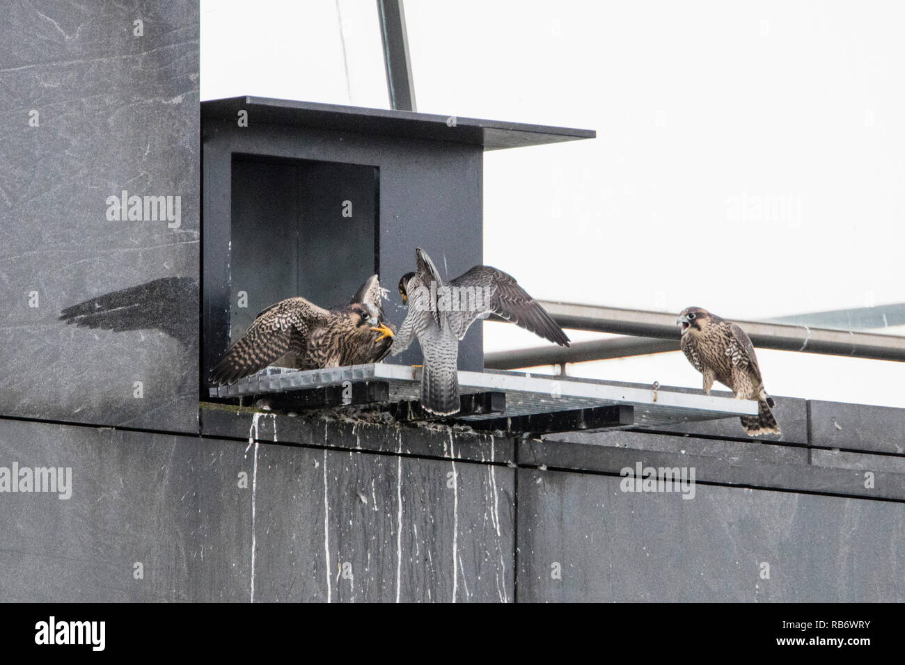 Le faucon pèlerin (Falco peregrinus) Reproduction en nichoir sur ABN-AMRO building dans le quartier des affaires Zuidas, père apporte des proies. Amsterdam, la Nethe Banque D'Images